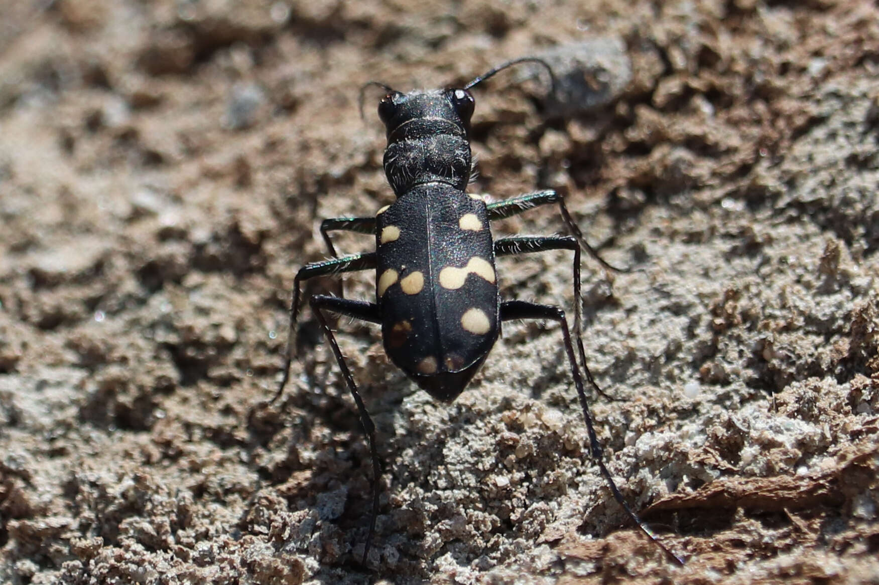 Imagem de Cephalota (Cassolaia) maura (Linnaeus 1758)