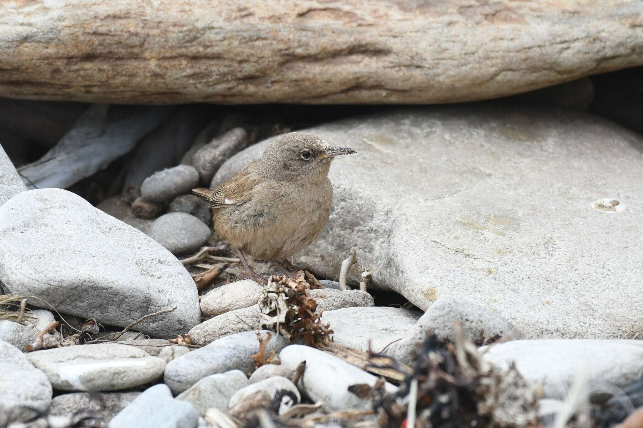 Troglodytes cobbi Chubb & C 1909 resmi