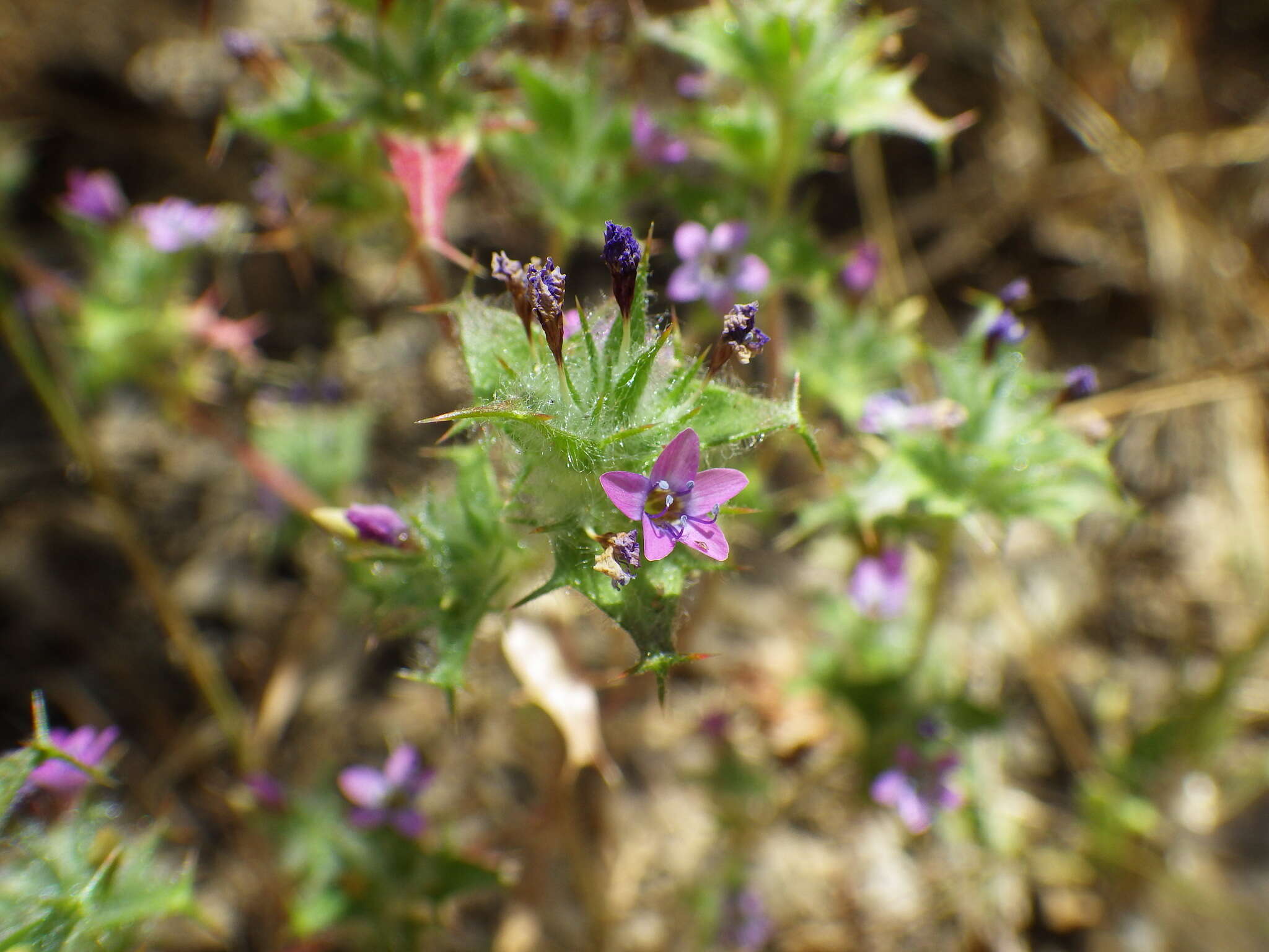 Image of hooked pincushionplant