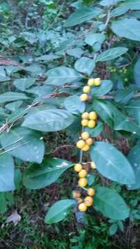 Image of twoleaf nightshade