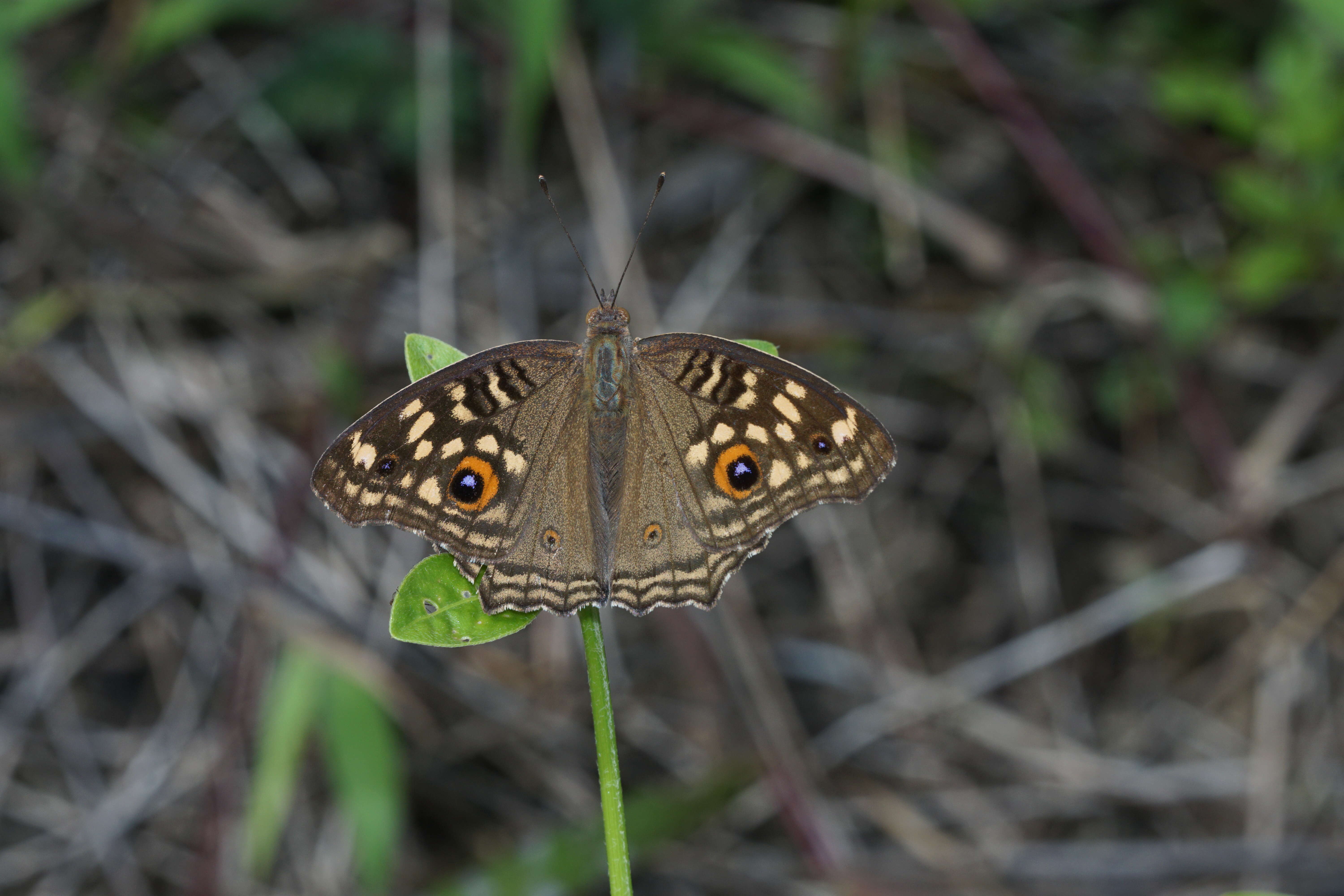 Image of Junonia lemonias Linnaeus 1758