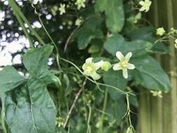 Image of white bryony