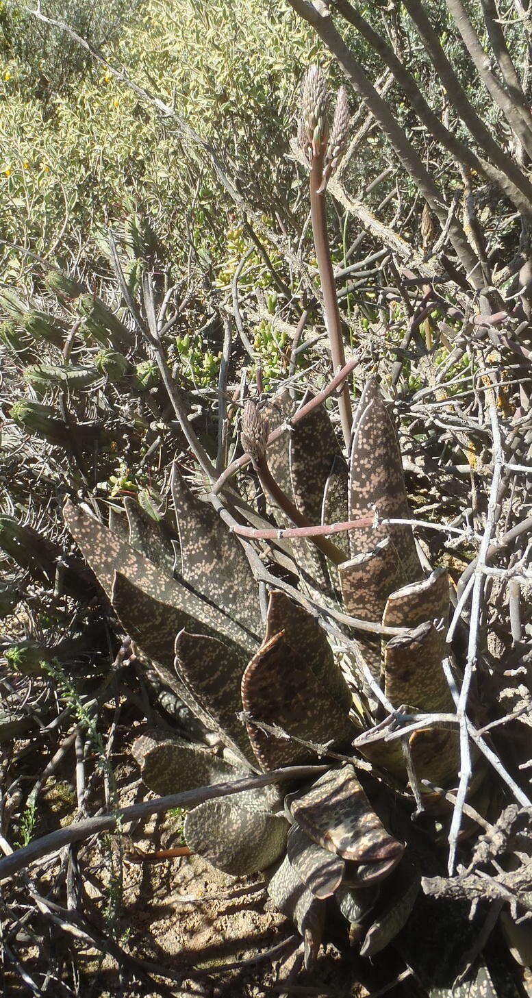 Image of Gasteria brachyphylla var. brachyphylla