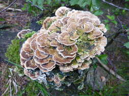 Image of Turkey Tail