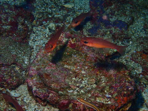 Image of Blacktip Cardinalfish