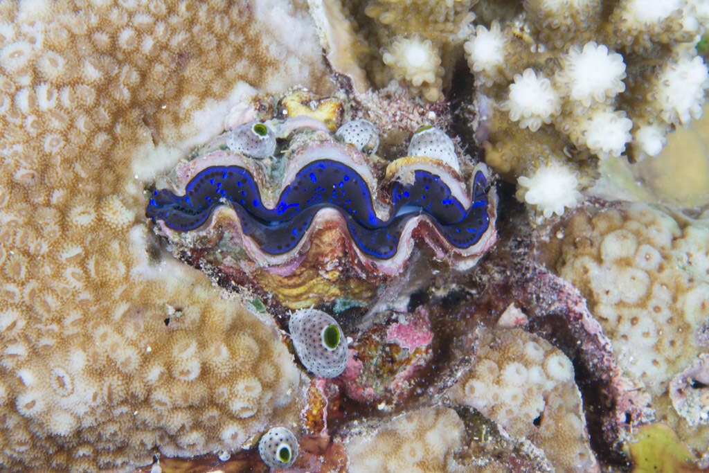 Image of Small giant clam