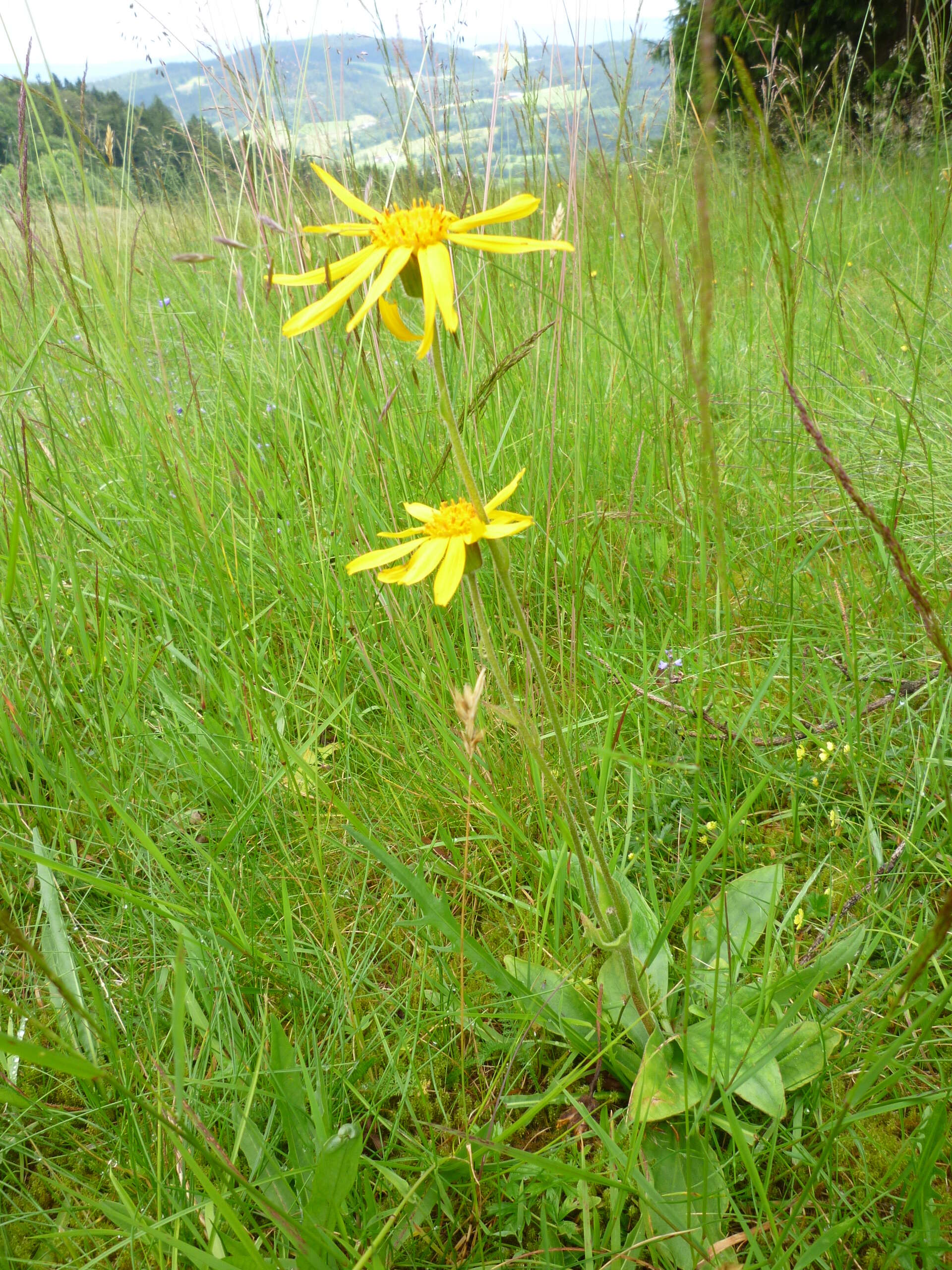 Image of mountain arnica