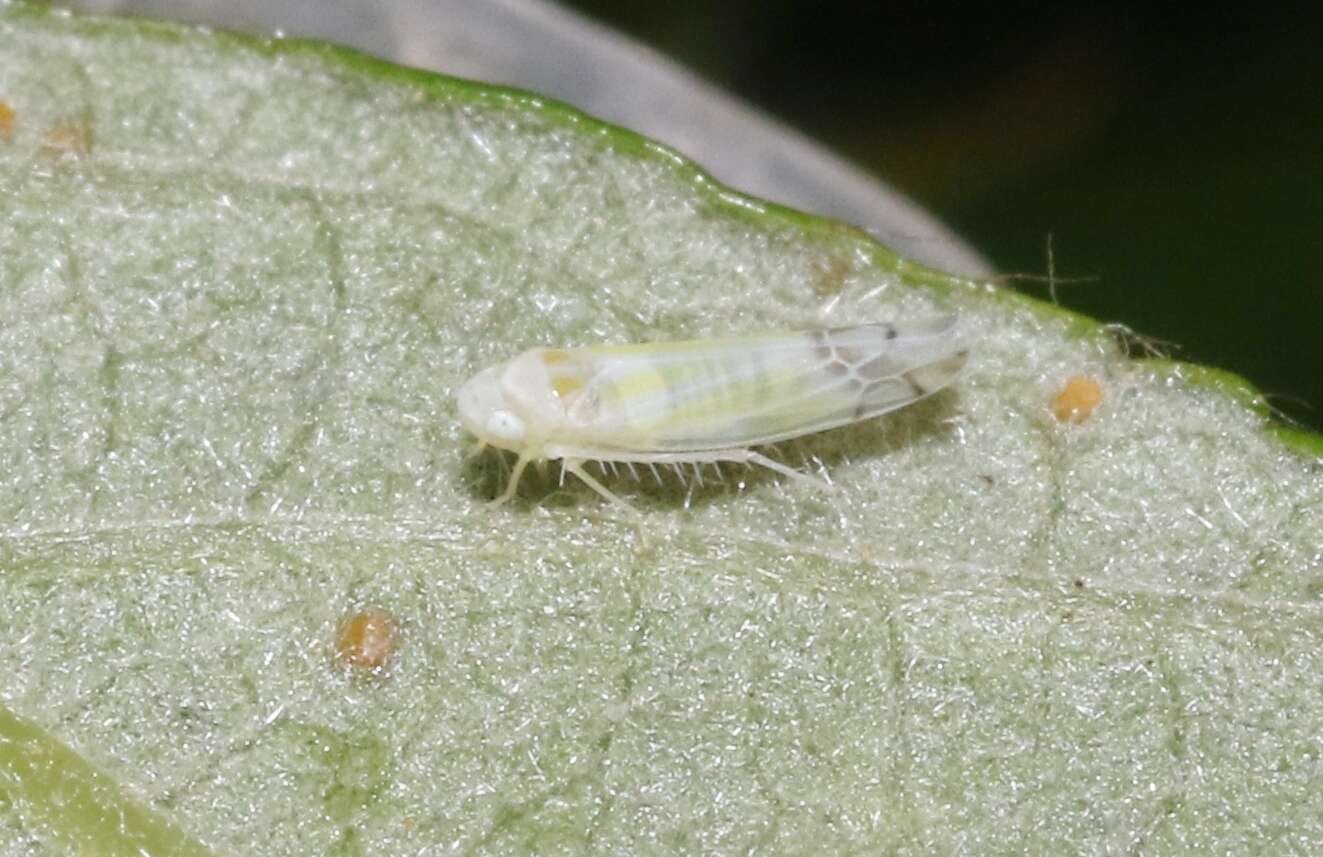 Image of Leafhopper