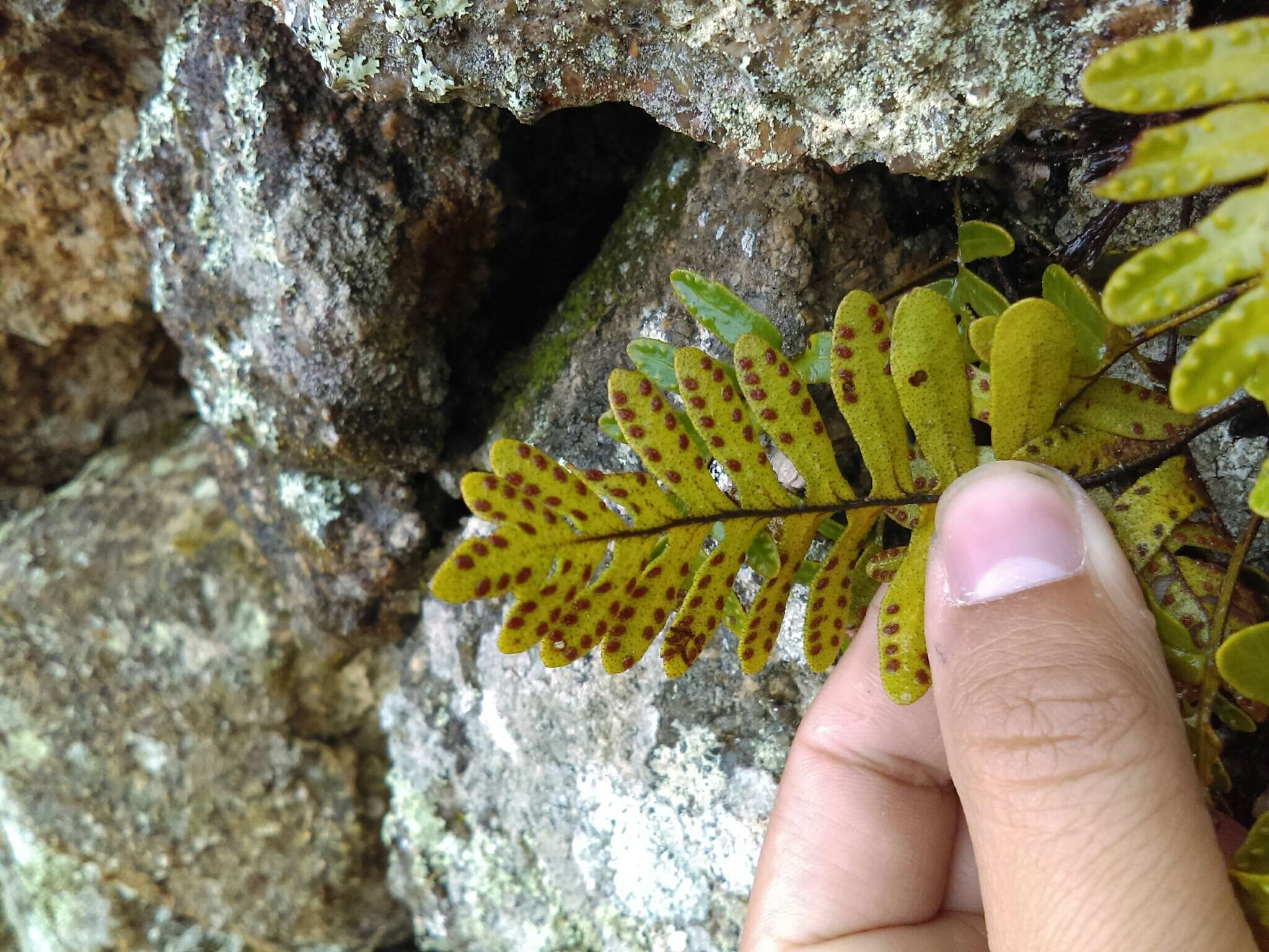 Image of Pleopeltis guttata (Maxon) E. G. Andrews & Windham