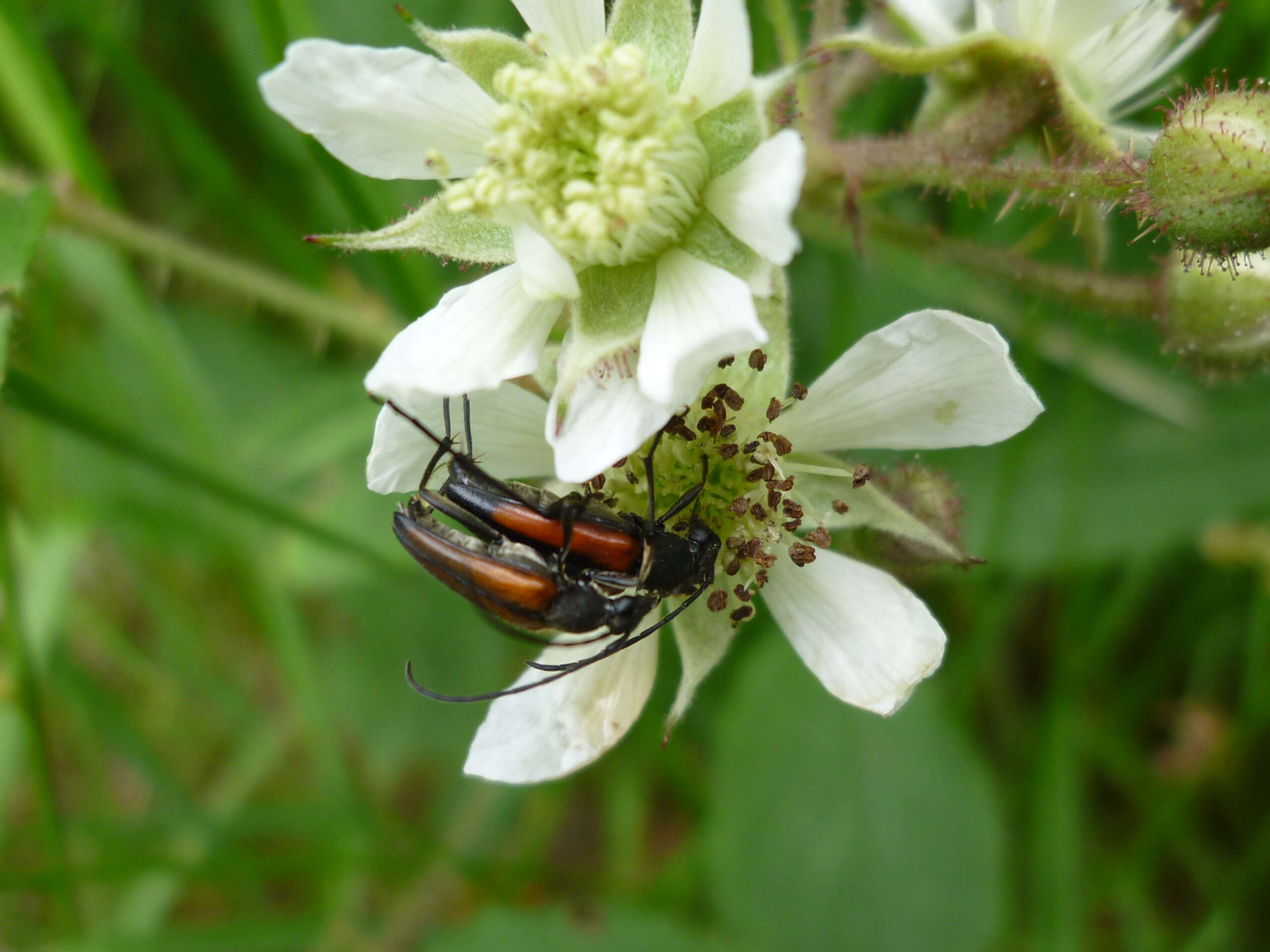 Image of Black-striped Longhorn Beetle