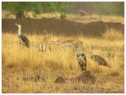 Image of Great Indian Bustard