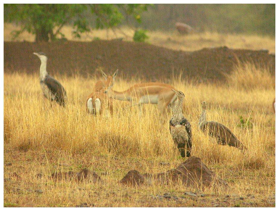 Image of Great Indian Bustard