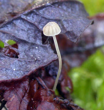 Image of Mycena guldeniana Aronsen & B. A. Perry 2011