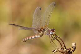 Image of Spot-winged Meadowhawk