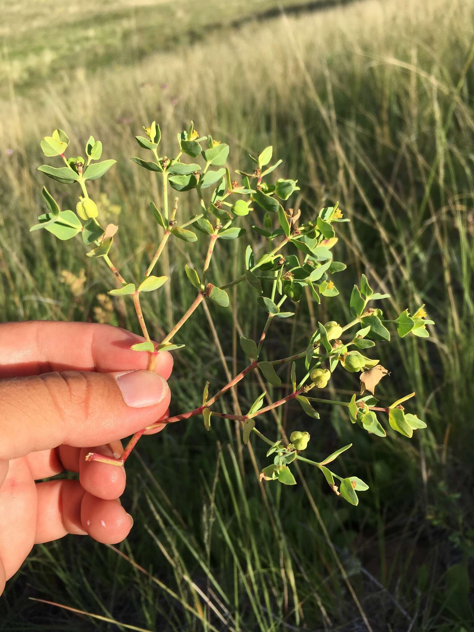 Image of mountain spurge