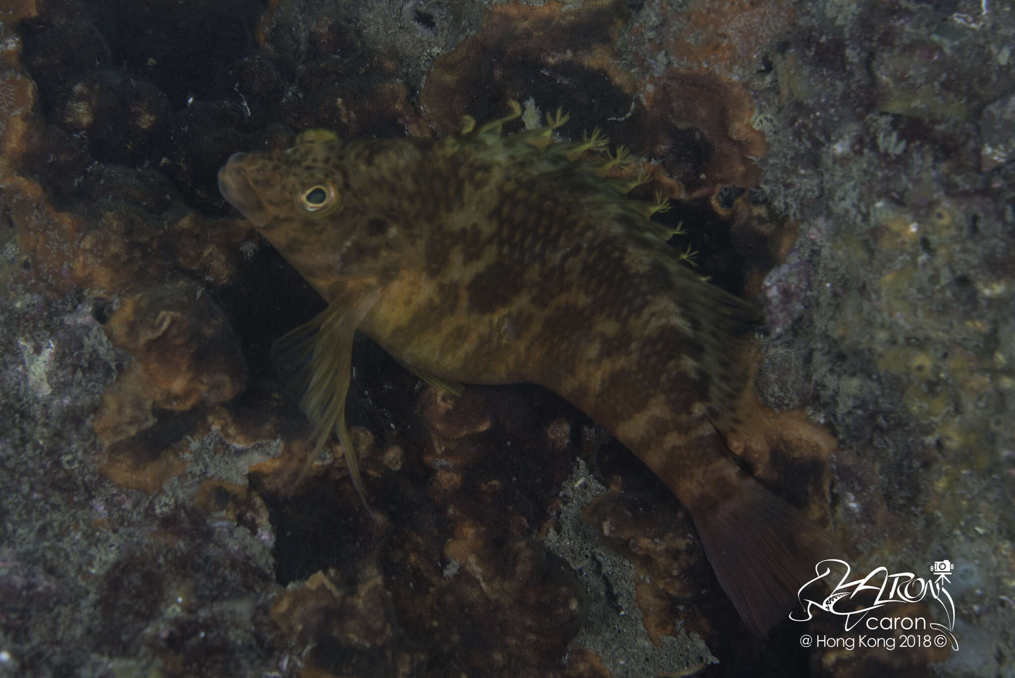 Image of Golden curlyfin