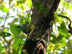 Image of Saffron-headed Parrot