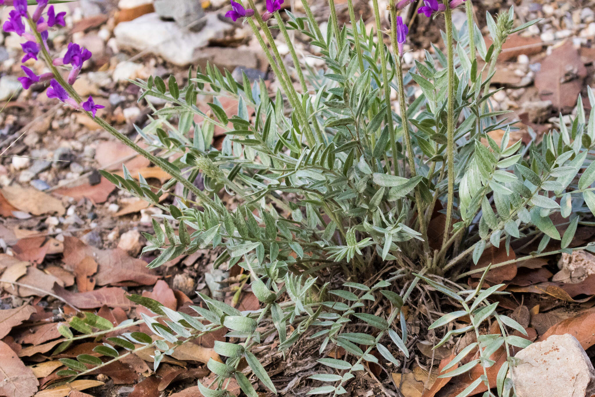 Image of Purple Locoweed