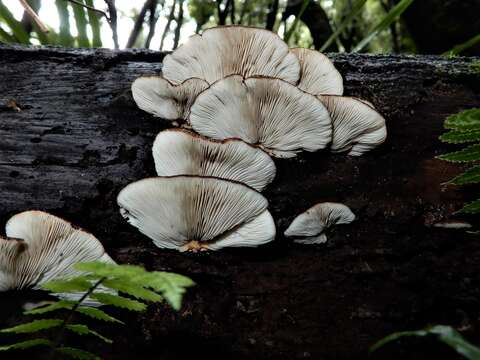 Image of <i>Crepidotus fuscovelutinus</i>