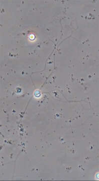 Image of cercozoans