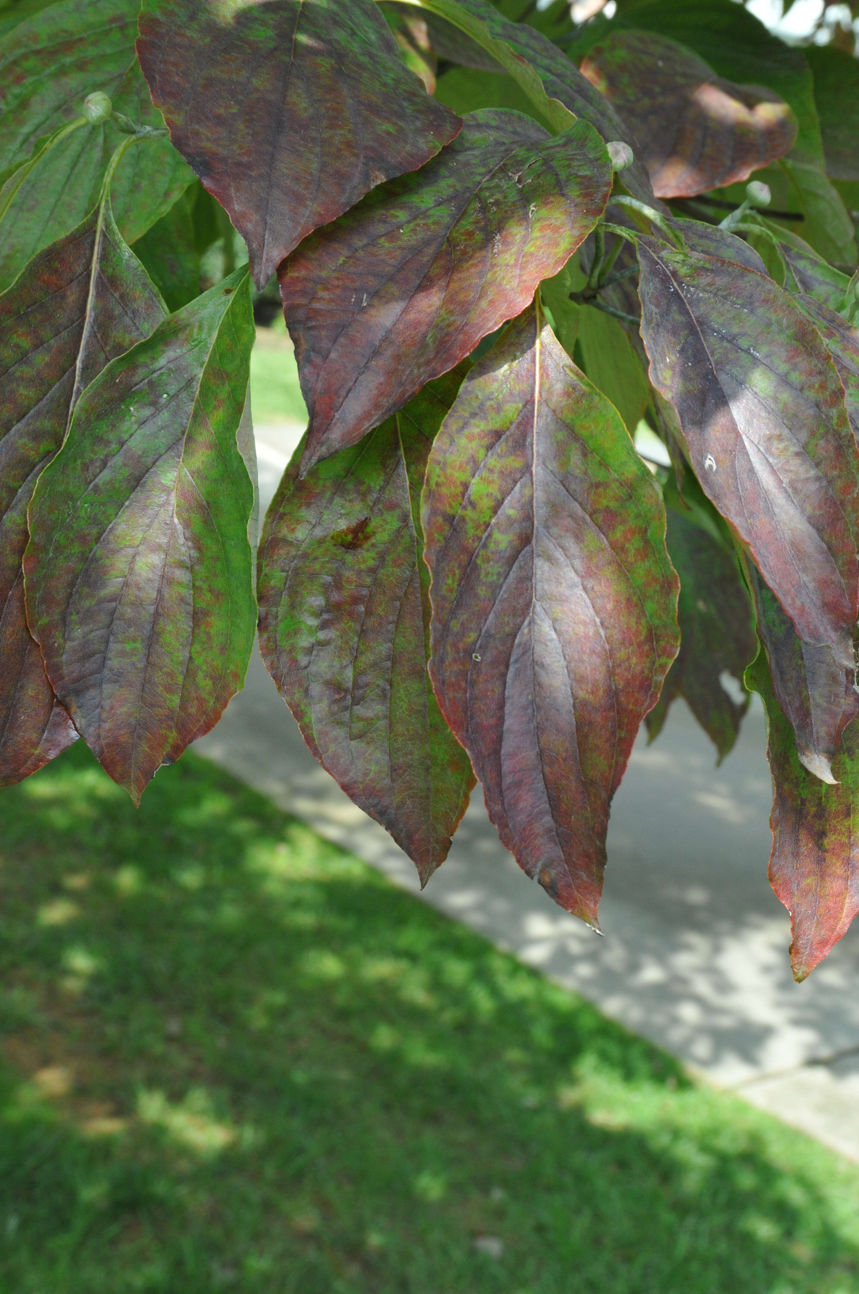 Image of flowering dogwood