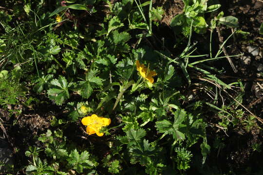 Image of Potentilla ruprechtii Boiss.