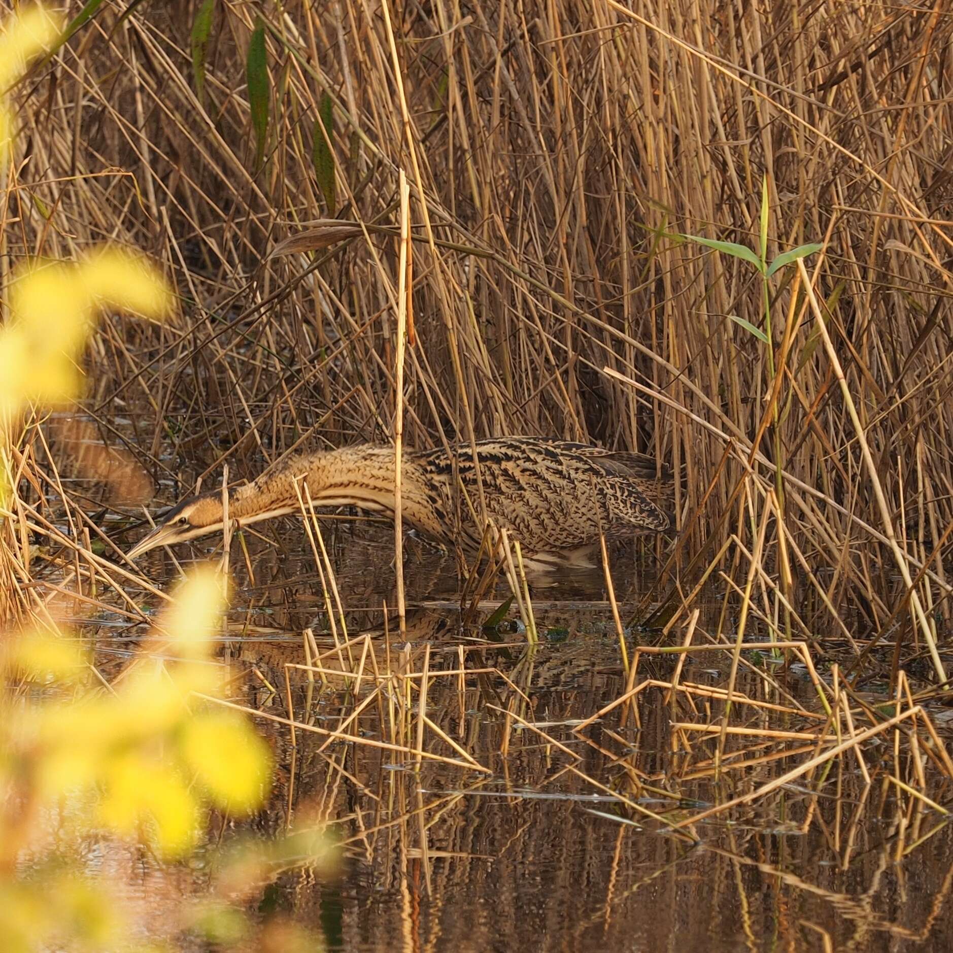 Image of great bittern, bittern