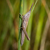 Pseudopomala brachyptera (Scudder & S. H. 1862)的圖片