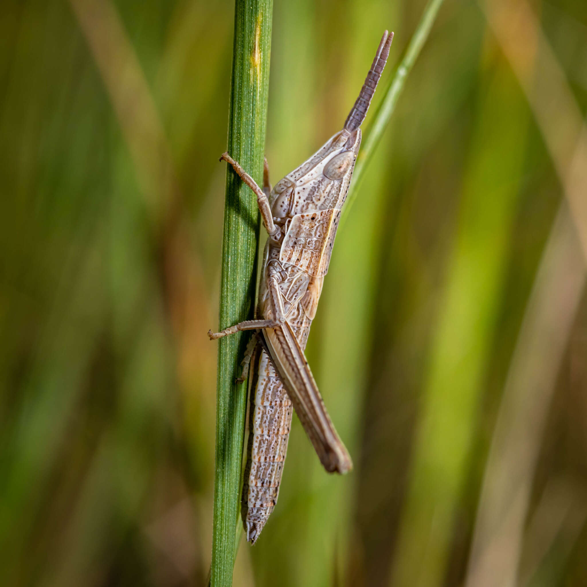 Pseudopomala brachyptera (Scudder & S. H. 1862)的圖片