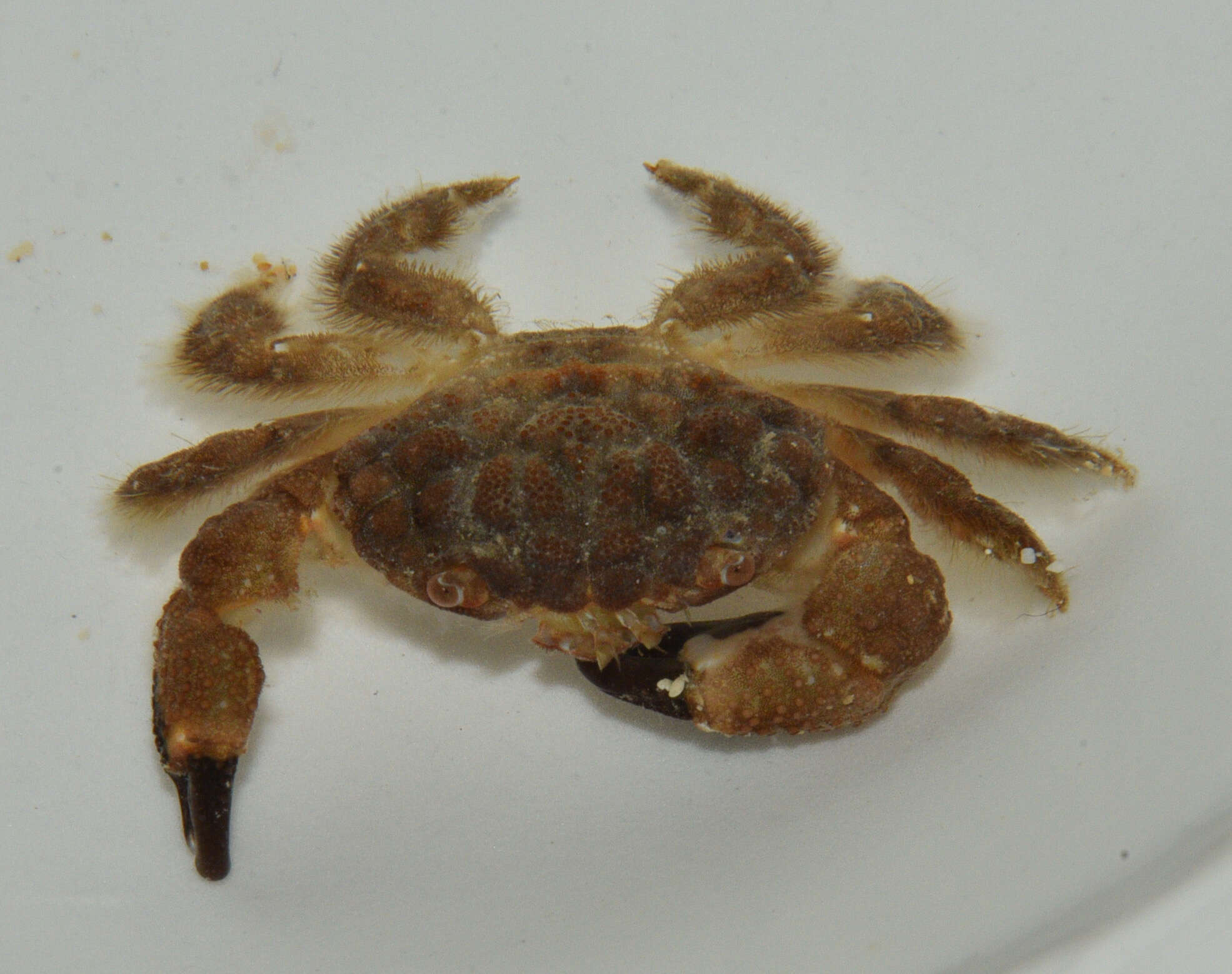 Image of areolated xanthid crab