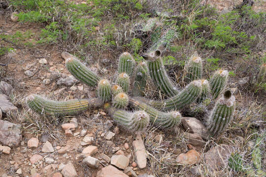 Echinopsis caulescens (F. Ritter) M. Lowry的圖片