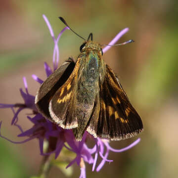 Image of Meske's Skipper