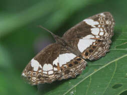 Image of Scalloped False Sailor