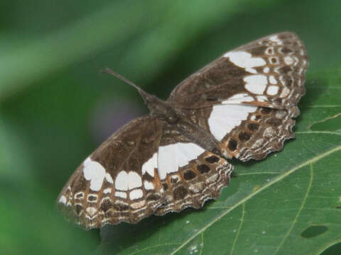 Image of Scalloped False Sailor