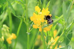 Слика од Lathyrus pratensis L.