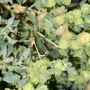 Image de Atriplex lindleyi subsp. lindleyi