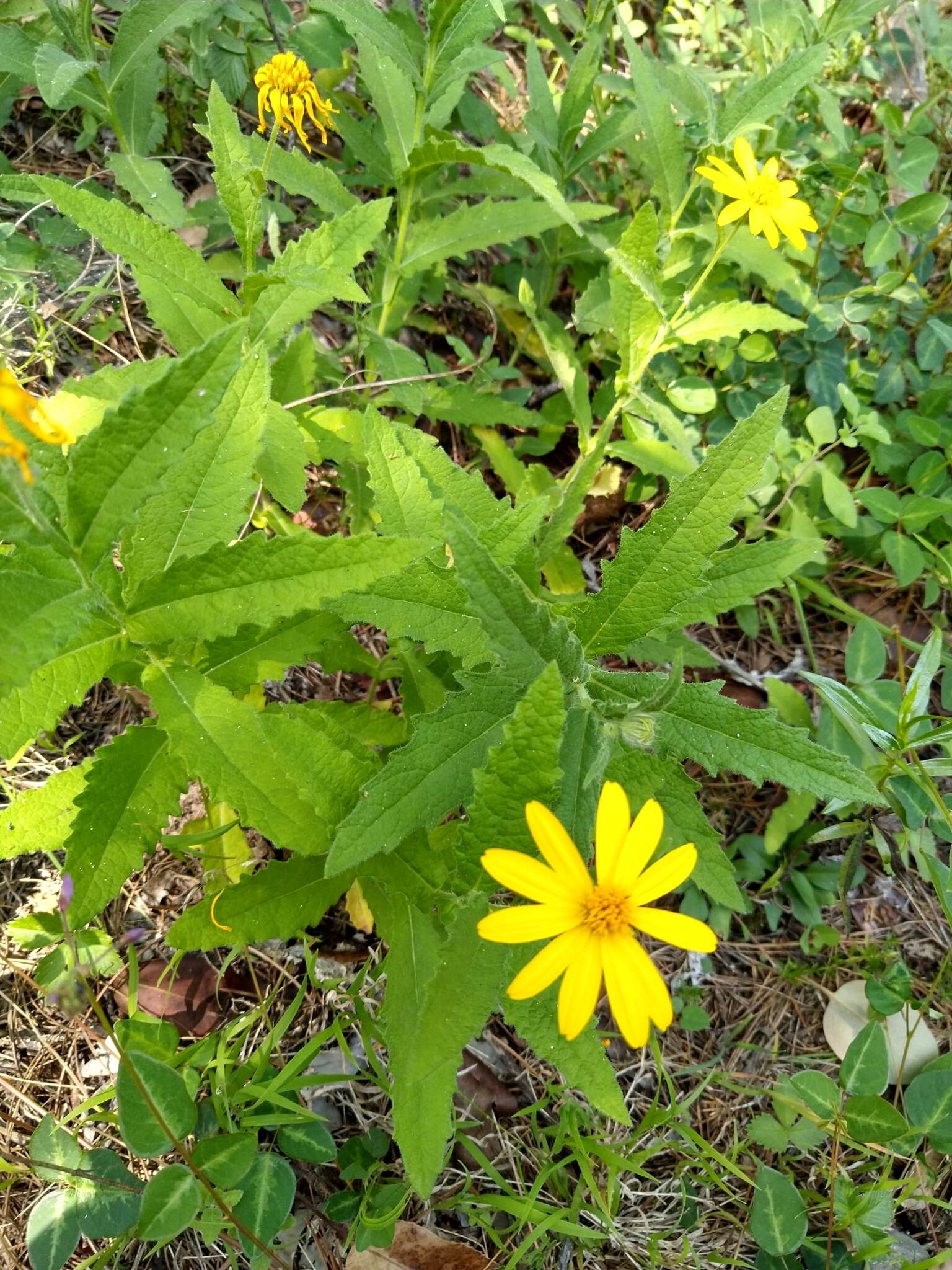 Image of Verbesina coahuilensis A. Gray ex S. Wats.