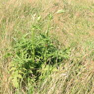 Image of Cabbage Thistle