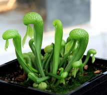 Image of California pitcherplant