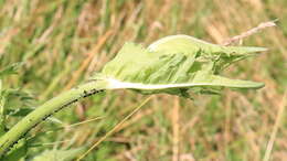 Image of Cabbage Thistle