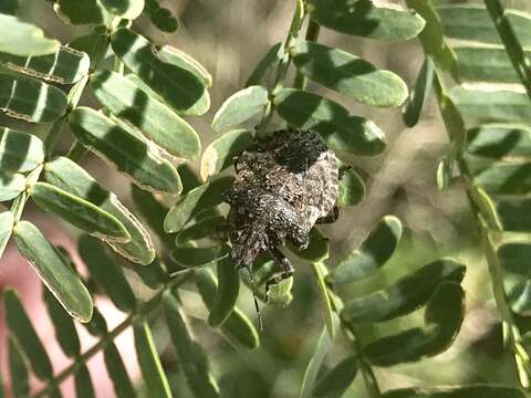 Image of Brochymena parva Ruckes 1946