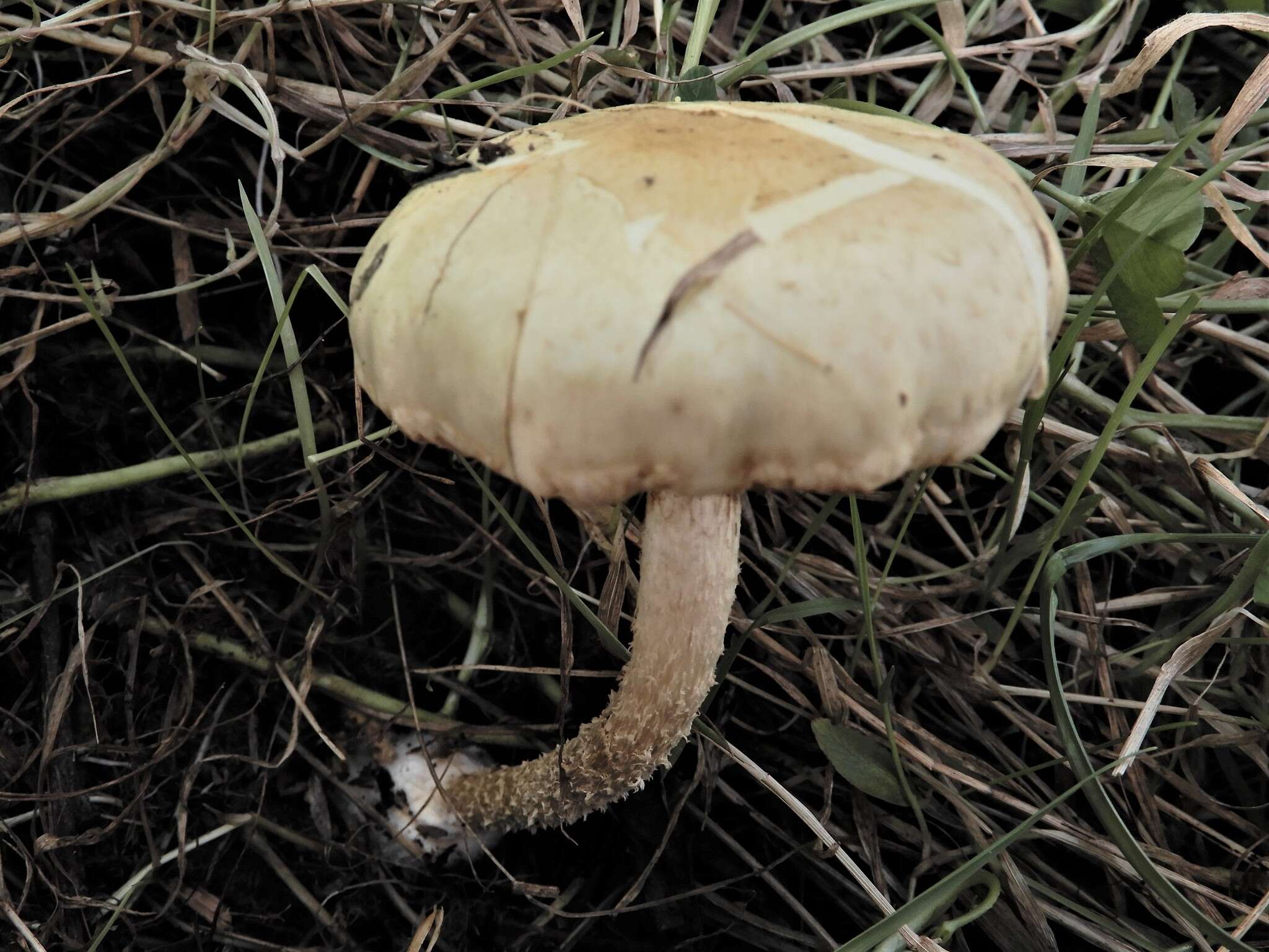 Image of Pholiota gummosa (Lasch) Singer 1951