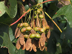 Image of sugar maple