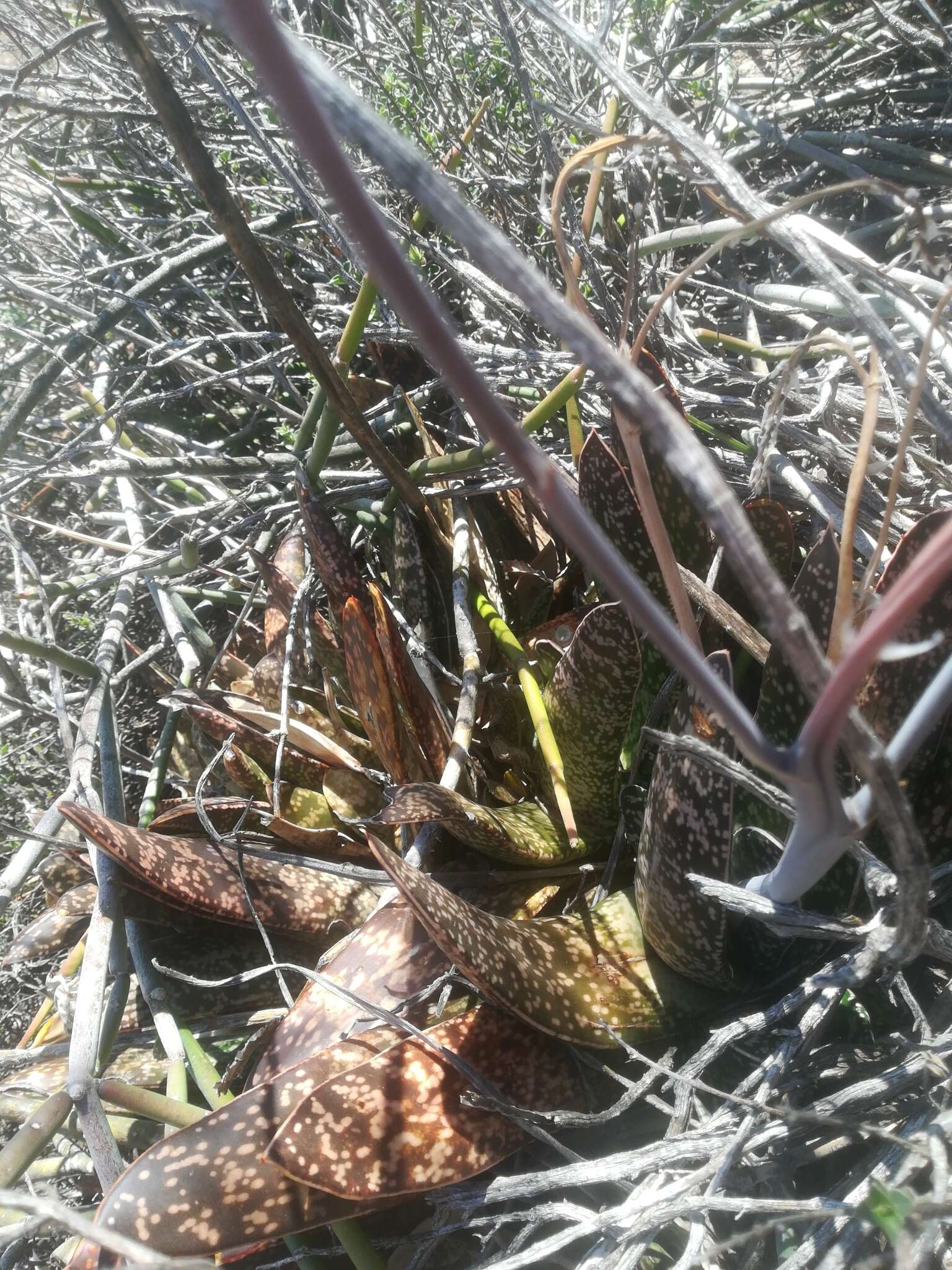 Image of Gasteria brachyphylla (Salm-Dyck) van Jaarsv.