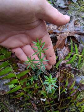 Plancia ëd Galium concinnum Torr. & A. Gray