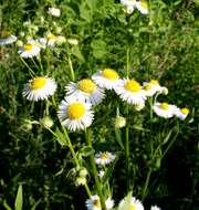 Image of eastern daisy fleabane