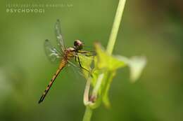 Imagem de Amphithemis curvistyla Selys 1891