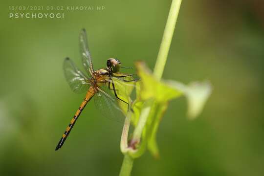 Image of Amphithemis Selys 1891