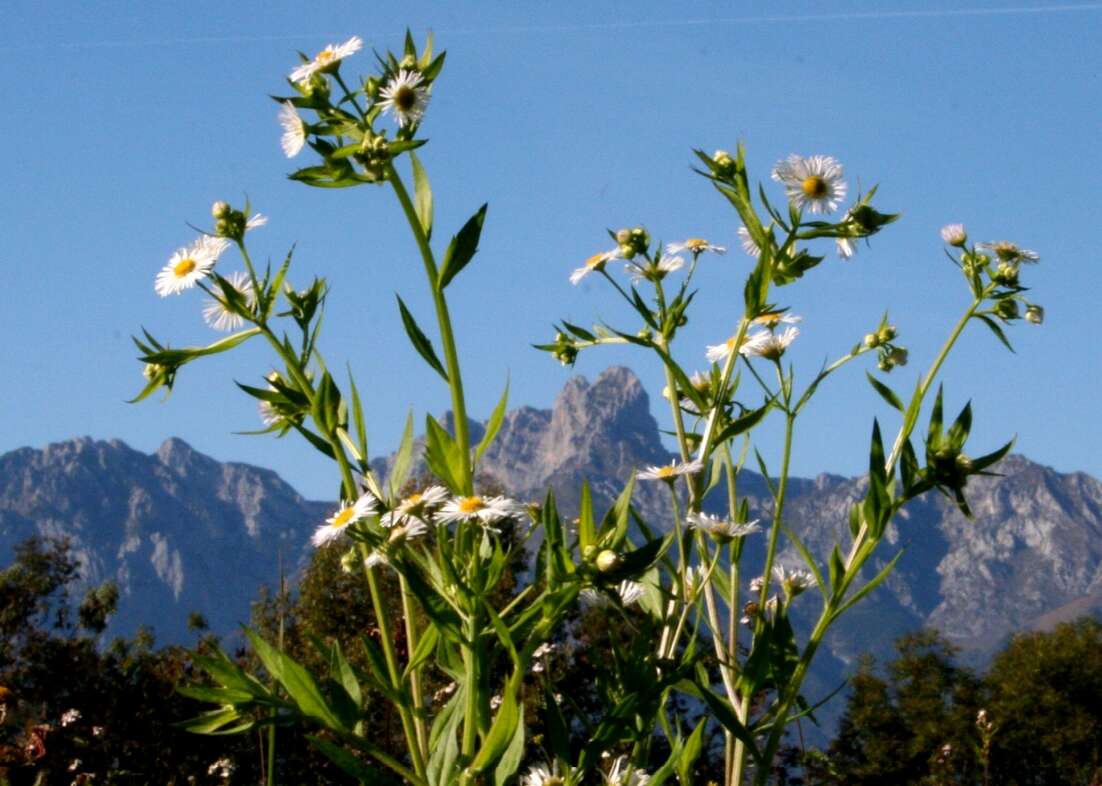 Image of eastern daisy fleabane