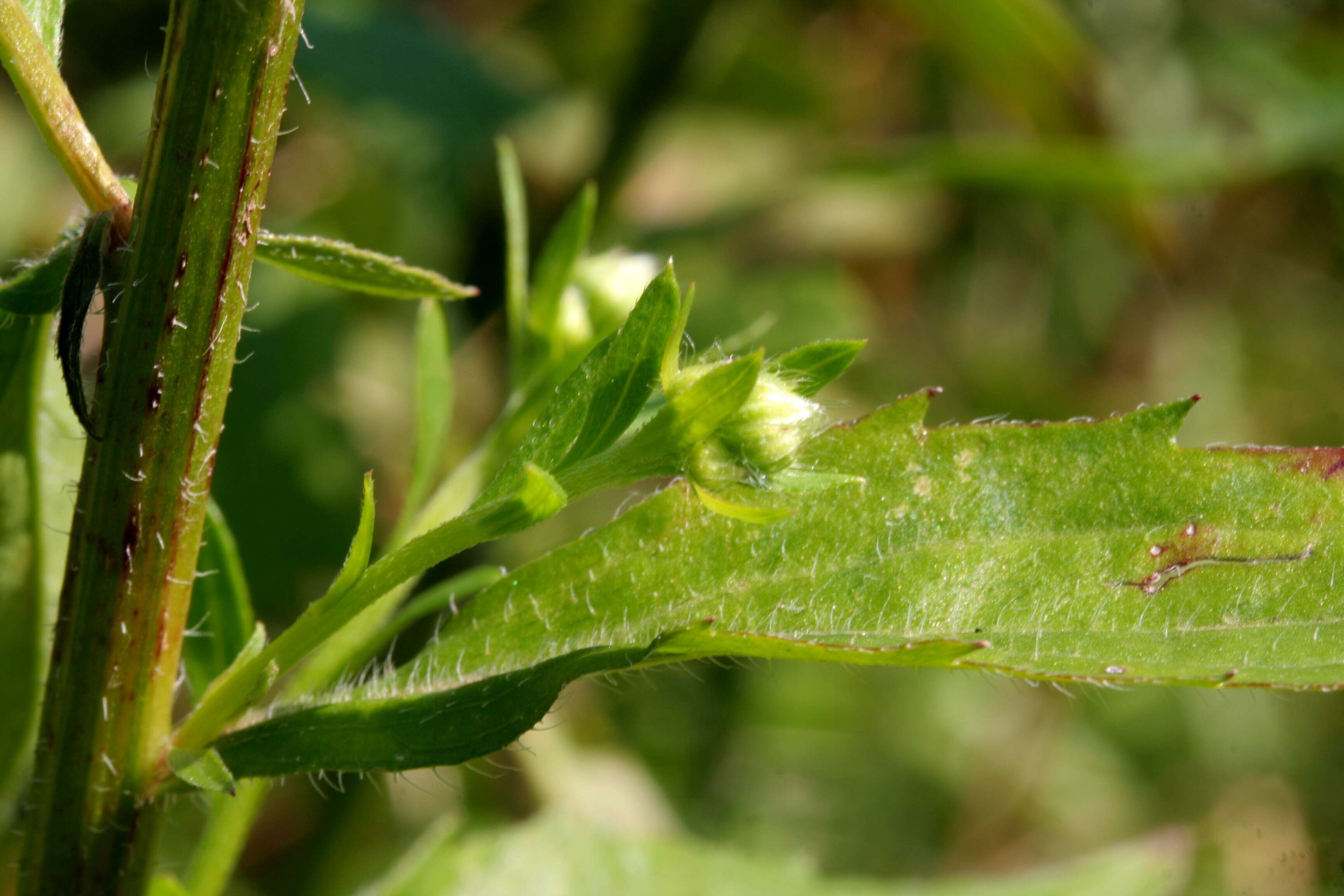 Image of eastern daisy fleabane